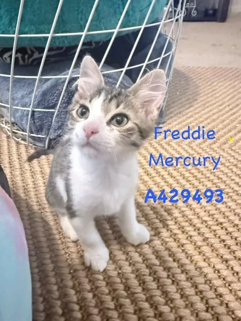 Freddie