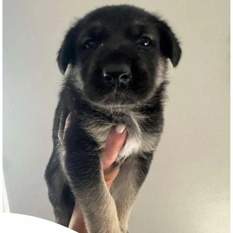 A baby large-sized female Black German Shepherd Dog dog named Sara Slime for adoption in Olathe, KS