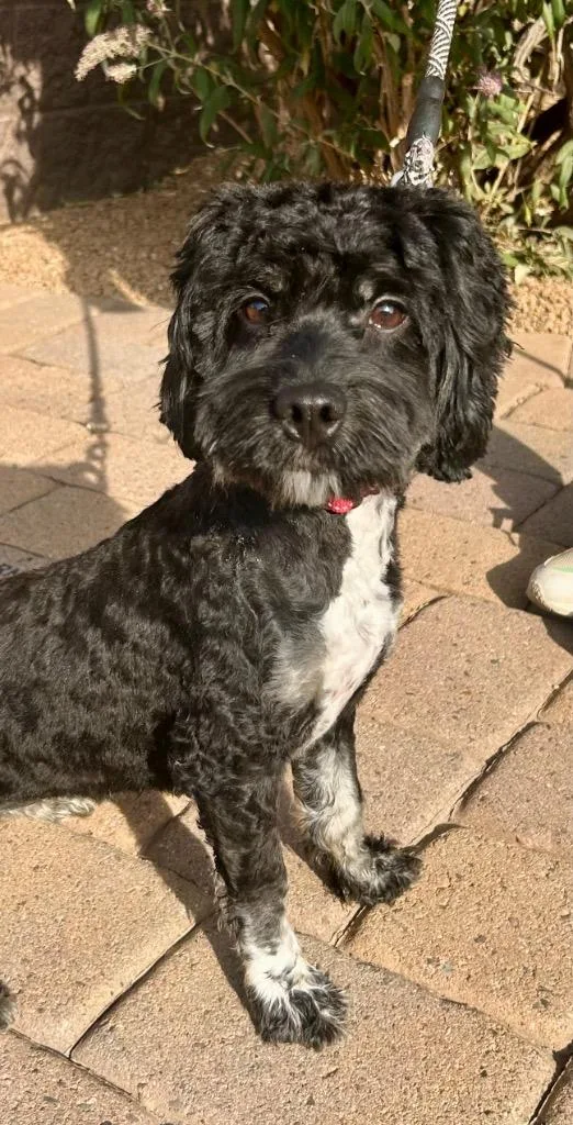 A young small-sized female Poodle dog named Phina for adoption in Cottonwood, AZ