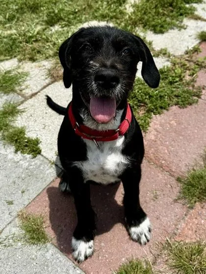 Josie