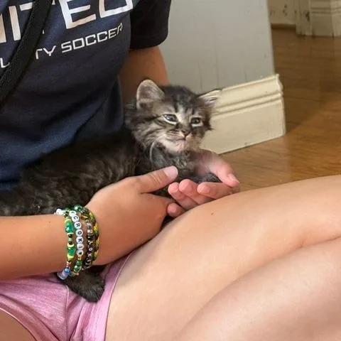 Oreo