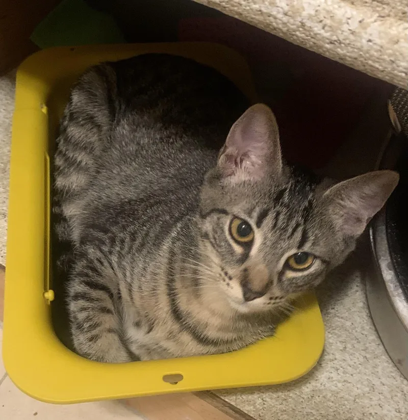 A young medium-sized female Tabby (Brown / Chocolate) Tabby cat named Freya  The Purriest! for adoption in Fountain Valley, CA