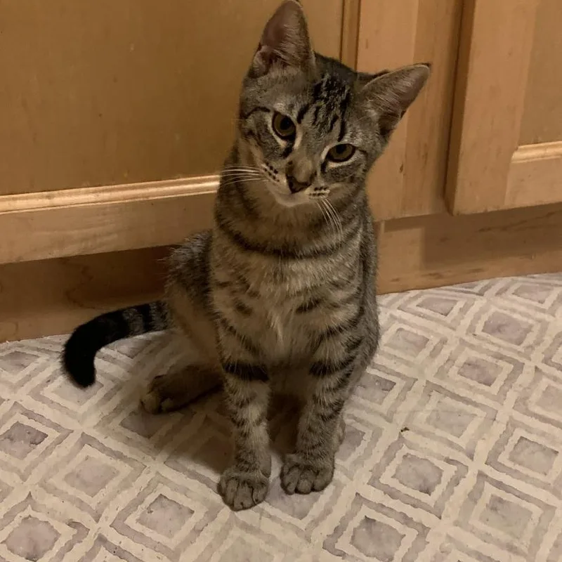 Freya  The Purriest! thumbnail 2