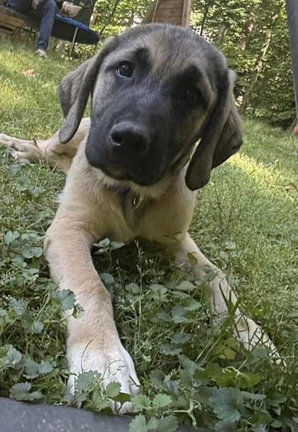 Frank