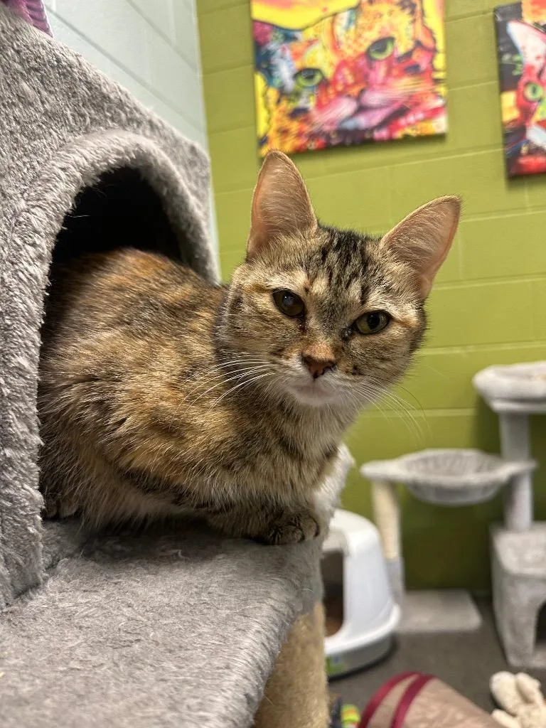 A young medium-sized female Domestic Short Hair cat named Clementine for adoption in Johnson City, TN