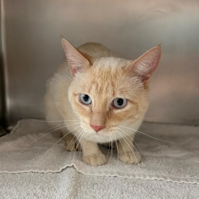 A young medium-sized male Flame Point Domestic Short Hair cat named Snowball for adoption in Council Bluffs, IA