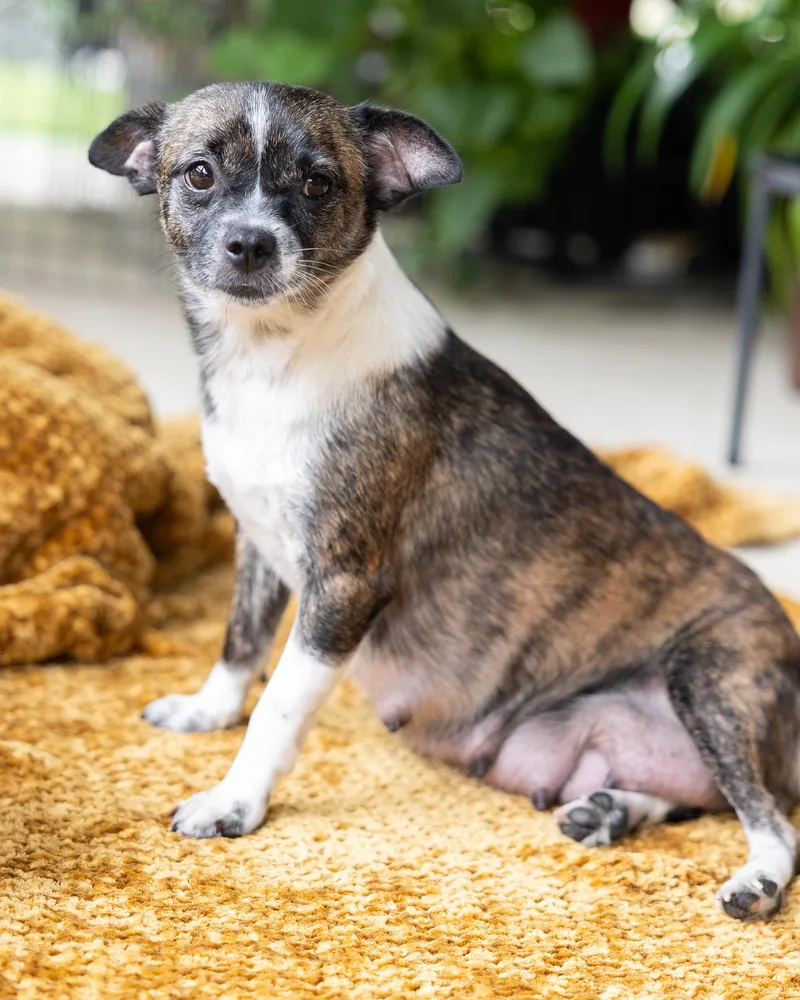 A young small-sized female Chihuahua dog named Paloma for adoption in Pflugerville, TX