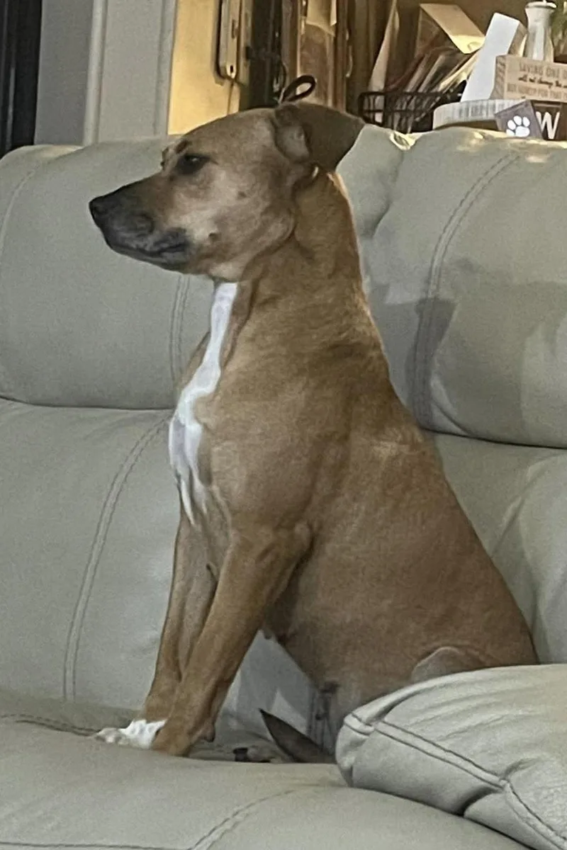 A young medium-sized female Golden Feist dog named Pearl for adoption in Eatontown, NJ