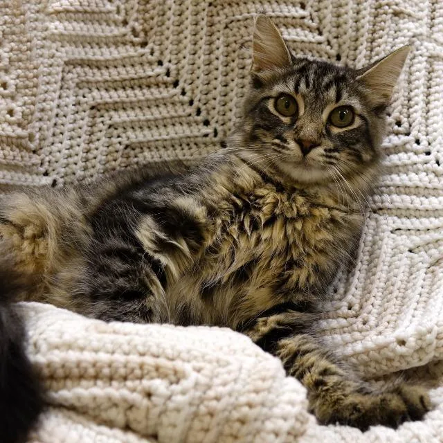 A senior medium-sized female Domestic Long Hair cat named Scarlett for adoption in Columbia, IL