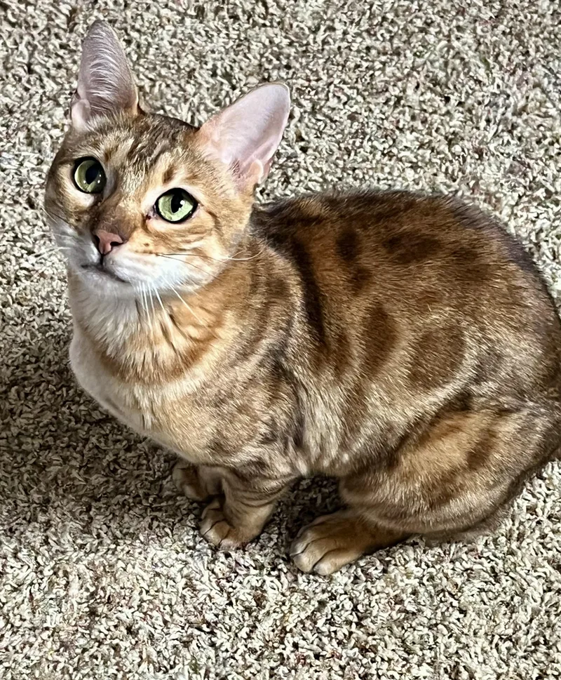 An adult medium-sized female Brown / Chocolate Bengal cat named Faye for adoption in valparaiso, IN