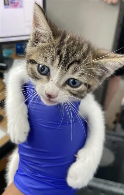 A baby medium-sized female Domestic Short Hair cat named Stormy for adoption in Dallas, TX