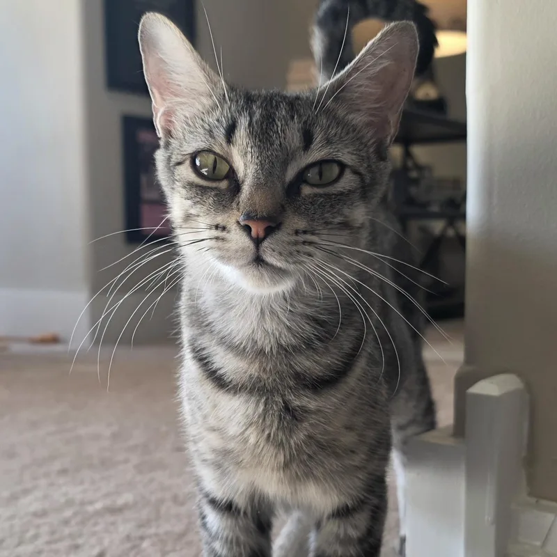 A young medium-sized female Tabby (Gray / Blue / Silver) Domestic Short Hair cat named Perfect Storm for adoption in Richmond, VA