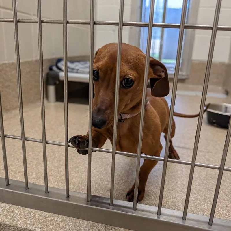 An adult small-sized male Brown / Chocolate Dachshund dog named Canelo for adoption in League City, TX