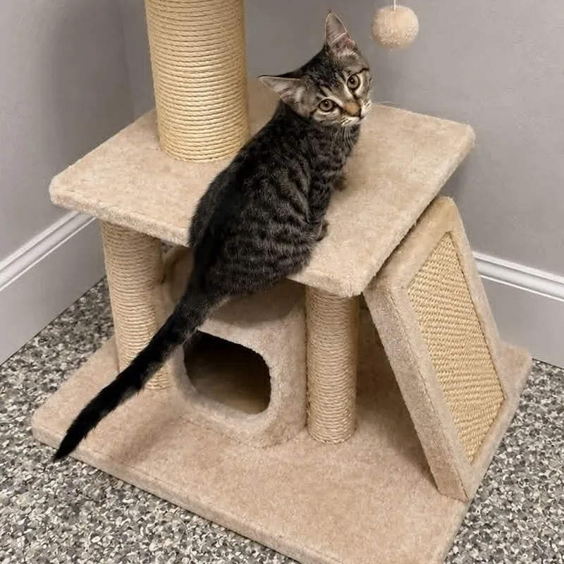 A baby small-sized male Tabby (Brown / Chocolate) Domestic Short Hair cat named Daisy Mae for adoption in Antioch, CA