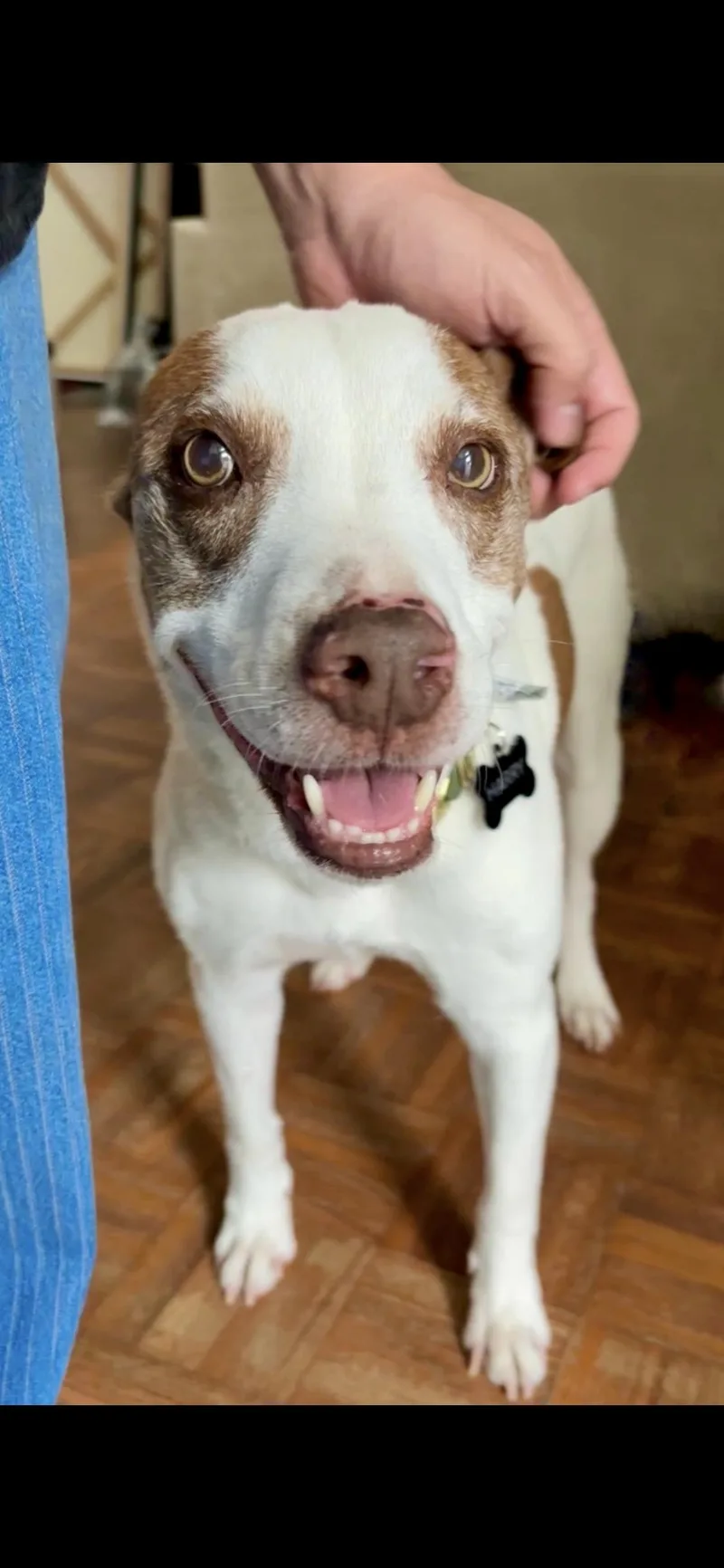 An adult medium-sized male Jack Russell Terrier dog named Harry for adoption in North Hollywood, CA