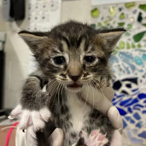 A baby small-sized female Domestic Short Hair cat named Pixel for adoption in Pensacola, FL
