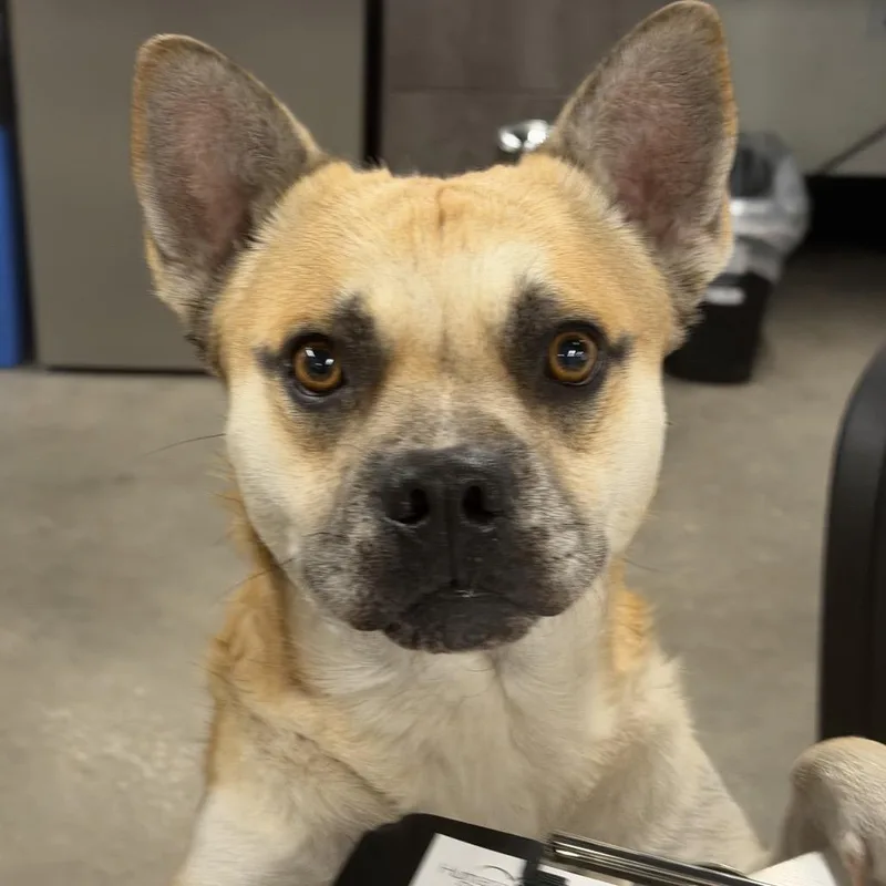 An adult medium-sized male Yellow / Tan / Blond / Fawn Carolina Dog named Timber for adoption in Tampa, FL