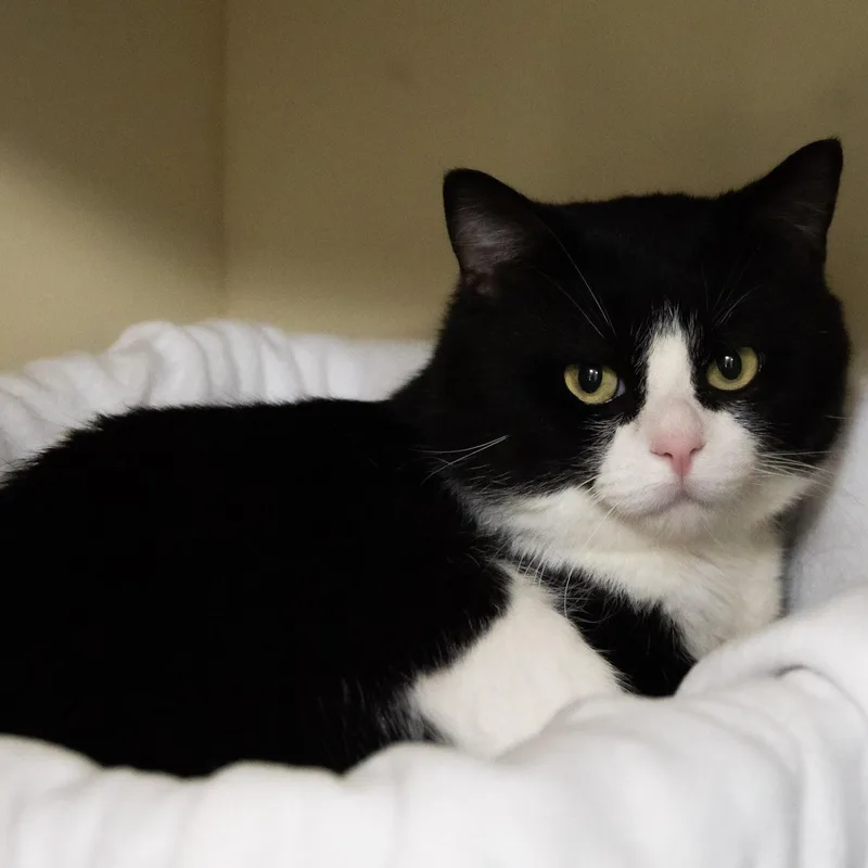 An adult medium-sized male Black & White / Tuxedo Domestic Short Hair cat named Chicago for adoption in Victor, NY