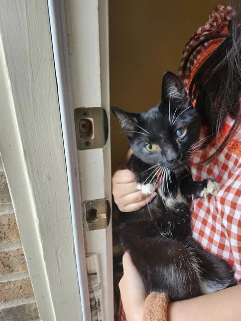 A young small-sized male Domestic Short Hair cat named Atlas for adoption in San Antonio, TX