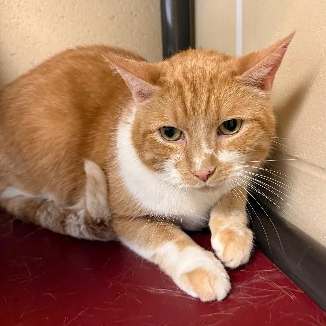 An adult medium-sized male Domestic Short Hair cat named Sampson for adoption in Columbia, IL