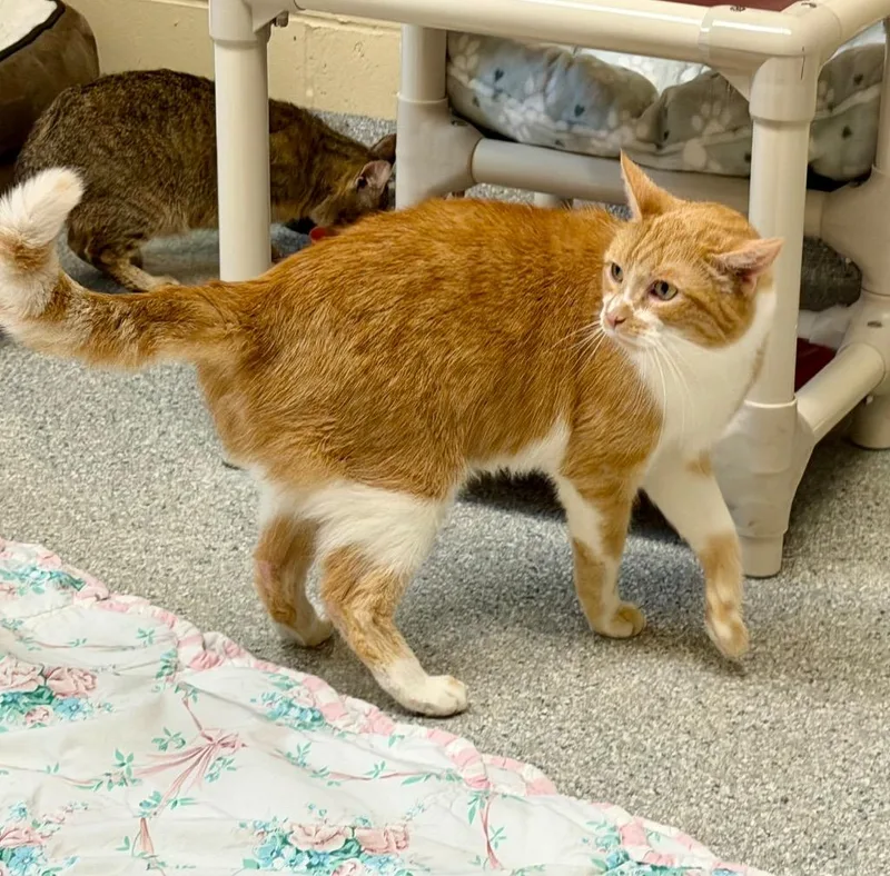 Sampson thumbnail 3