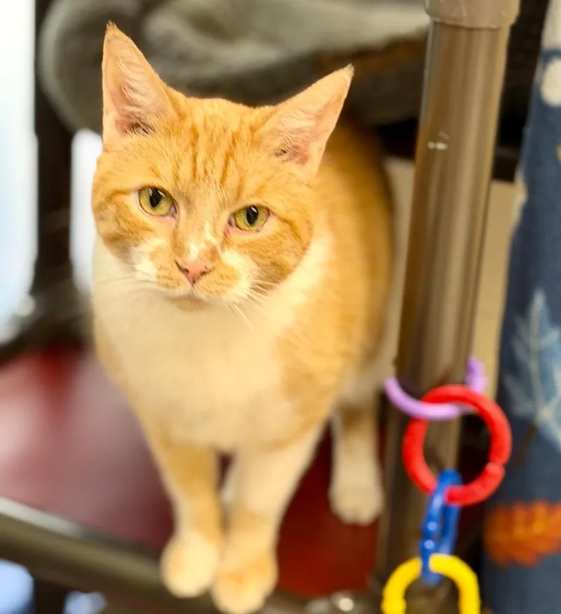 Sampson thumbnail 4