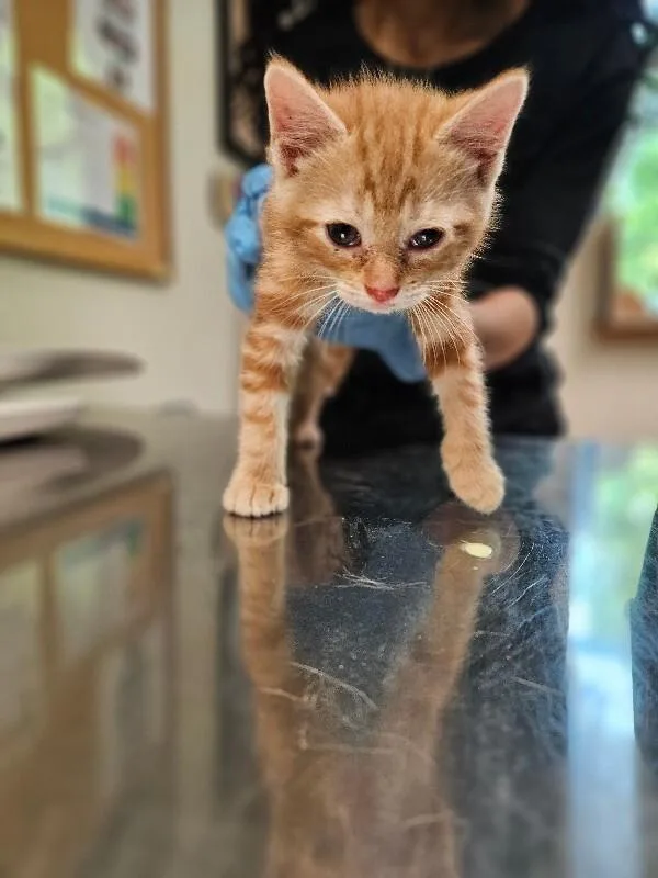 A young medium-sized male Tabby (Orange / Red) Domestic Short Hair cat named Simon for adoption in Disputanta, VA