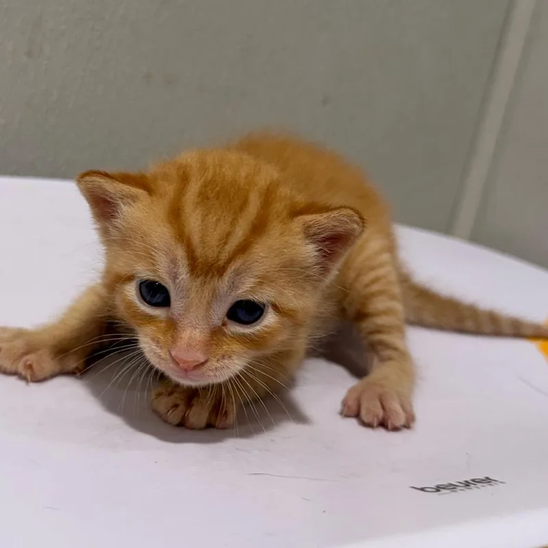 Loki