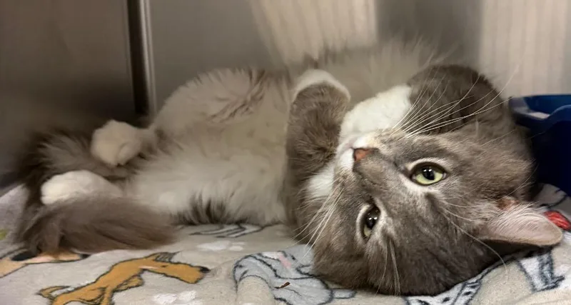 Mellow Man thumbnail 3