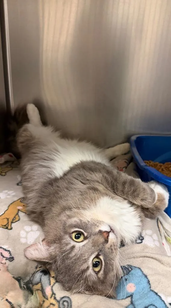 Mellow Man thumbnail 4