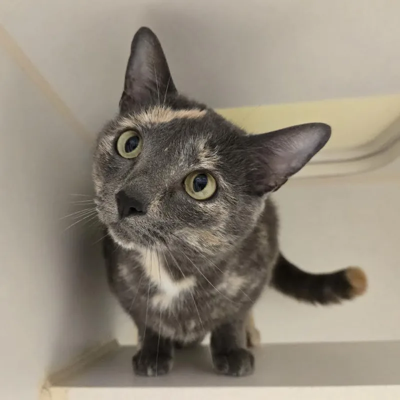An adult medium-sized female Dilute Tortoiseshell Domestic Short Hair cat named Bashful for adoption in Bellingham, WA
