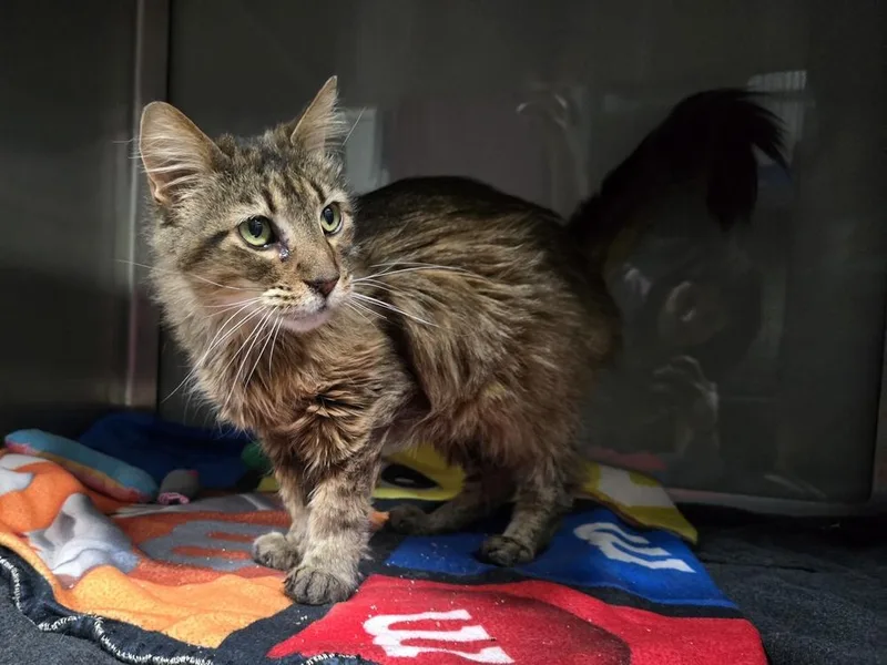 An adult large-sized female Domestic Long Hair cat named Sadie for adoption in Dickson, TN
