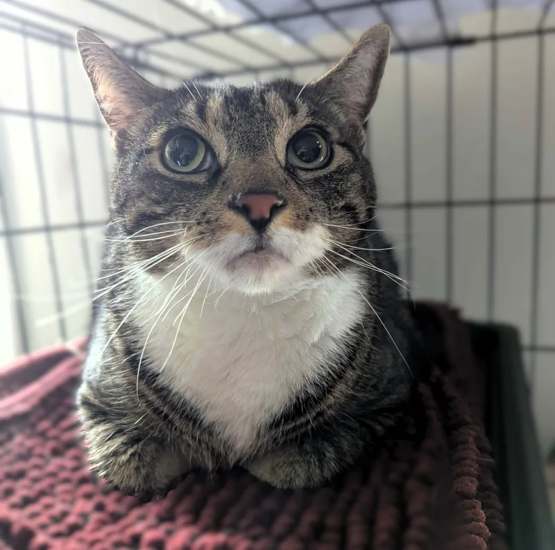 An adult large-sized male Tabby (Tiger Striped) Domestic Short Hair cat named Rudy for adoption in Seven Valleys, PA