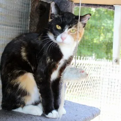 An adult medium-sized female Calico Domestic Short Hair cat named Laken for adoption in Birmingham, AL