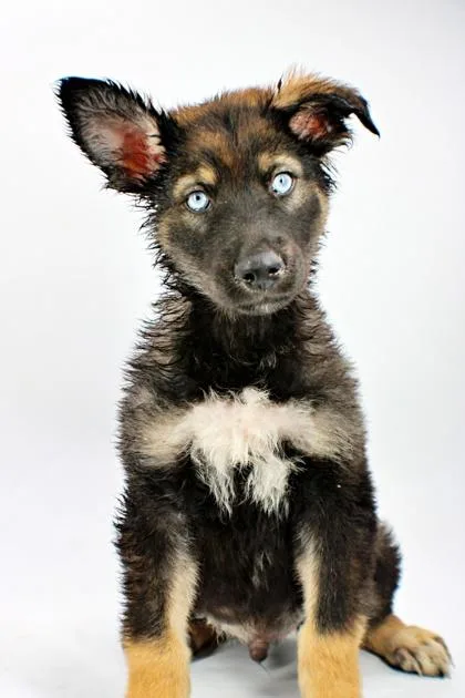A baby large-sized male Siberian Husky dog named Wolf for adoption in Morton Grove, IL
