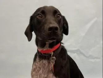 A young large-sized female Labrador Retriever dog named Stella for adoption in Golden Valley, MN