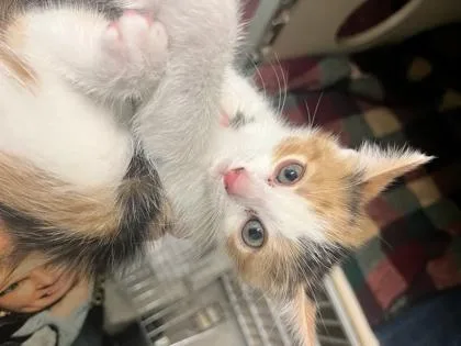 A young small-sized female Domestic Short Hair cat named Lima Bean for adoption in Columbus, IN