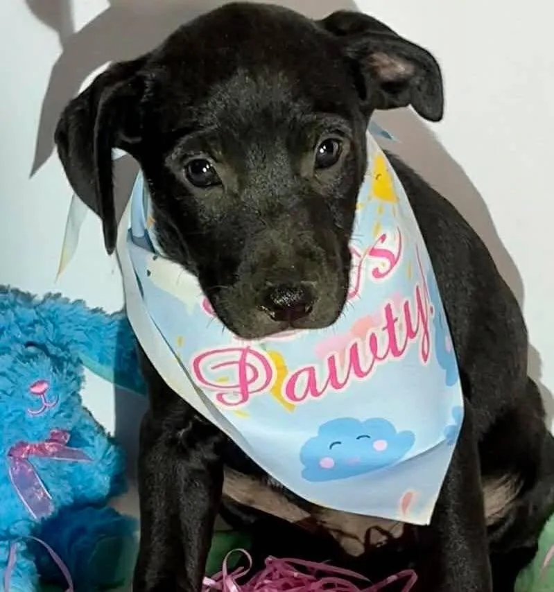 A baby large-sized male Labrador Retriever dog named Oliver for adoption in Grand Bay, AL