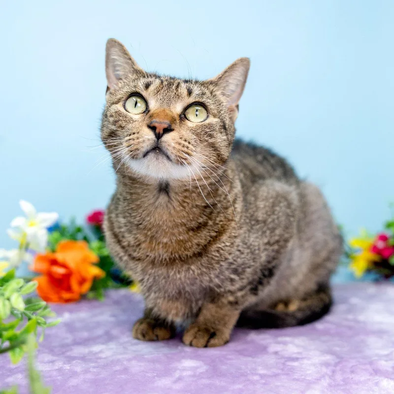 An adult small-sized female Tabby (Brown / Chocolate) Domestic Short Hair cat named Gingersnap for adoption in Raleigh, NC