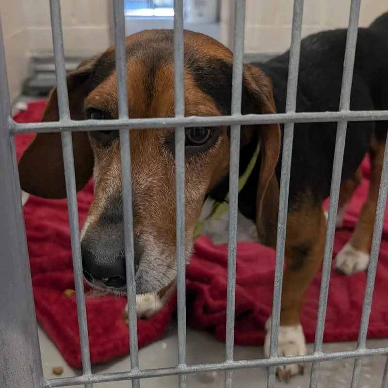 An adult small-sized male Brown / Chocolate Beagle dog named Snoopy for adoption in Buchanan Dam, TX