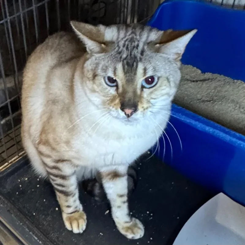 A young medium-sized male Domestic Short Hair cat named Ridley for adoption in Saginaw, MI
