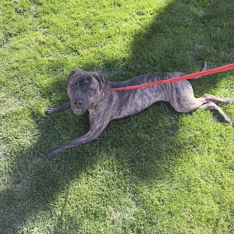 A young medium-sized female Brindle American Staffordshire Terrier dog named Calla for adoption in Long Island City, NY