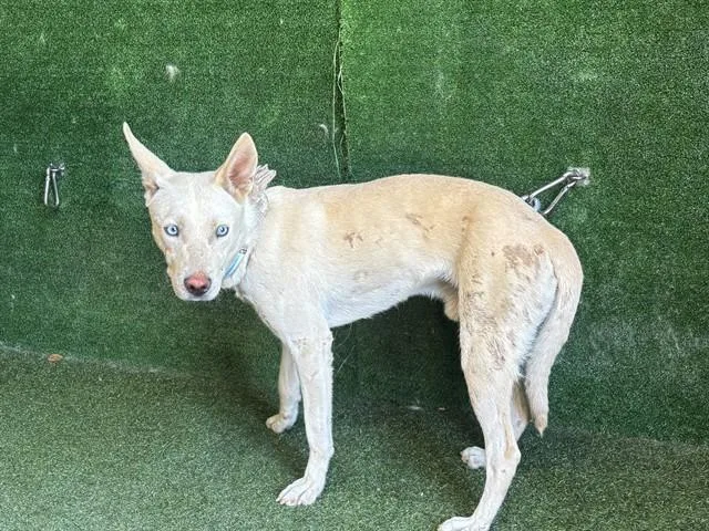 A young medium-sized male German Shepherd Dog dog named Cooper for adoption in Baldwin Park, CA