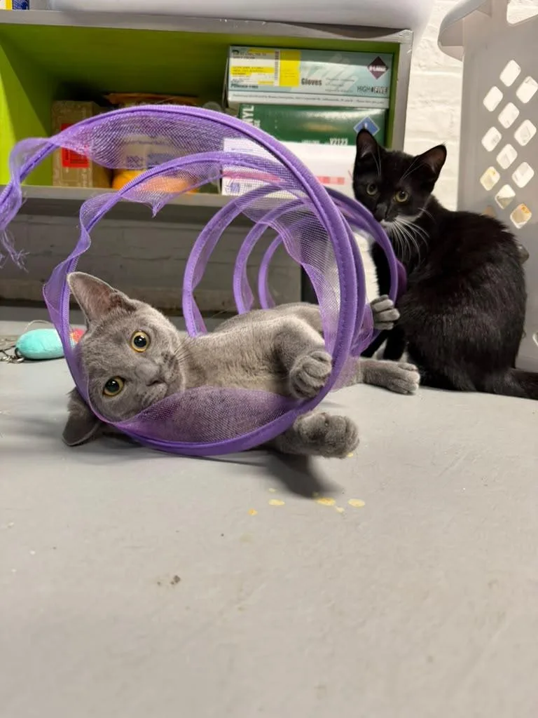 A baby small-sized female Gray / Blue / Silver American Shorthair cat named Elizabeth of Russia for adoption in Highland Park, NJ