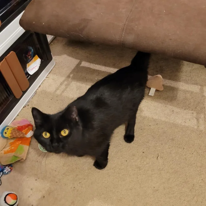 An adult medium-sized female Domestic Short Hair cat named Diva for adoption in Gibsonia, PA