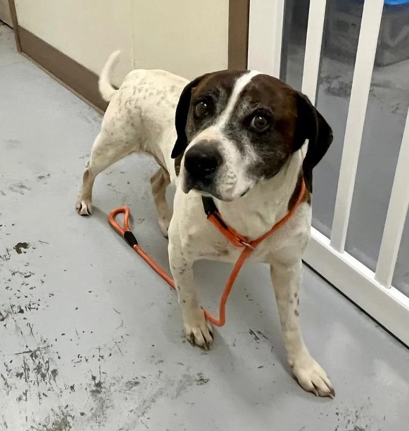 A young medium-sized male Pointer dog named Paco for adoption in North Vernon, IN