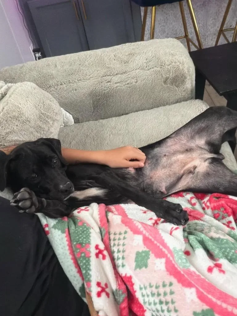 Cuddles