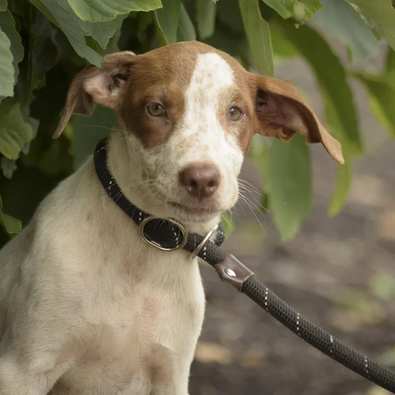 A baby medium-sized female White / Cream Hound dog named Benita for adoption in Lambertville, NJ