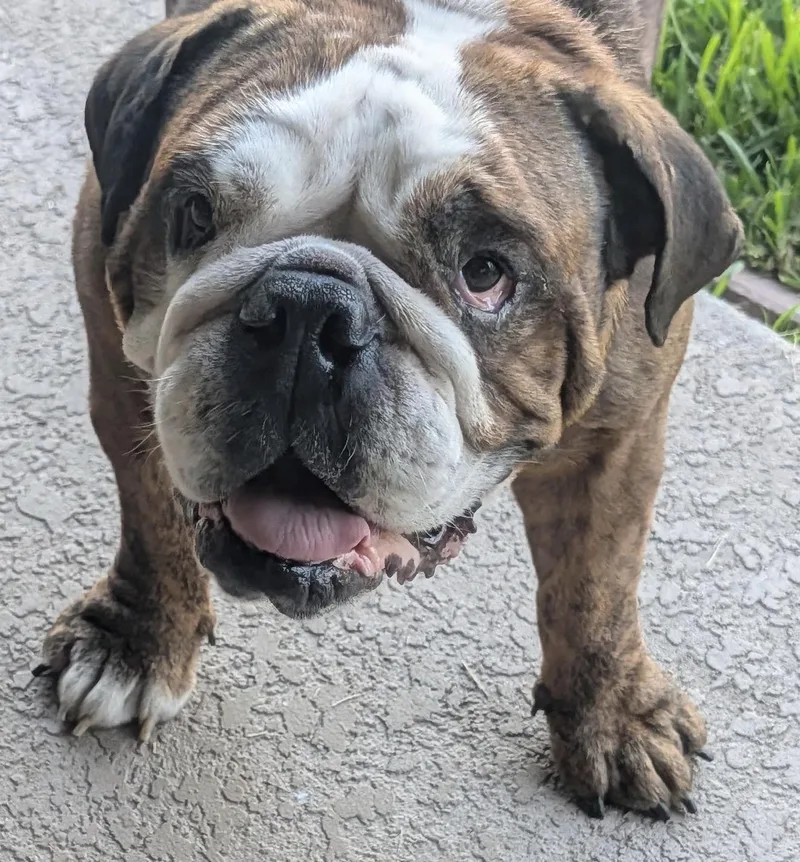 Meatball