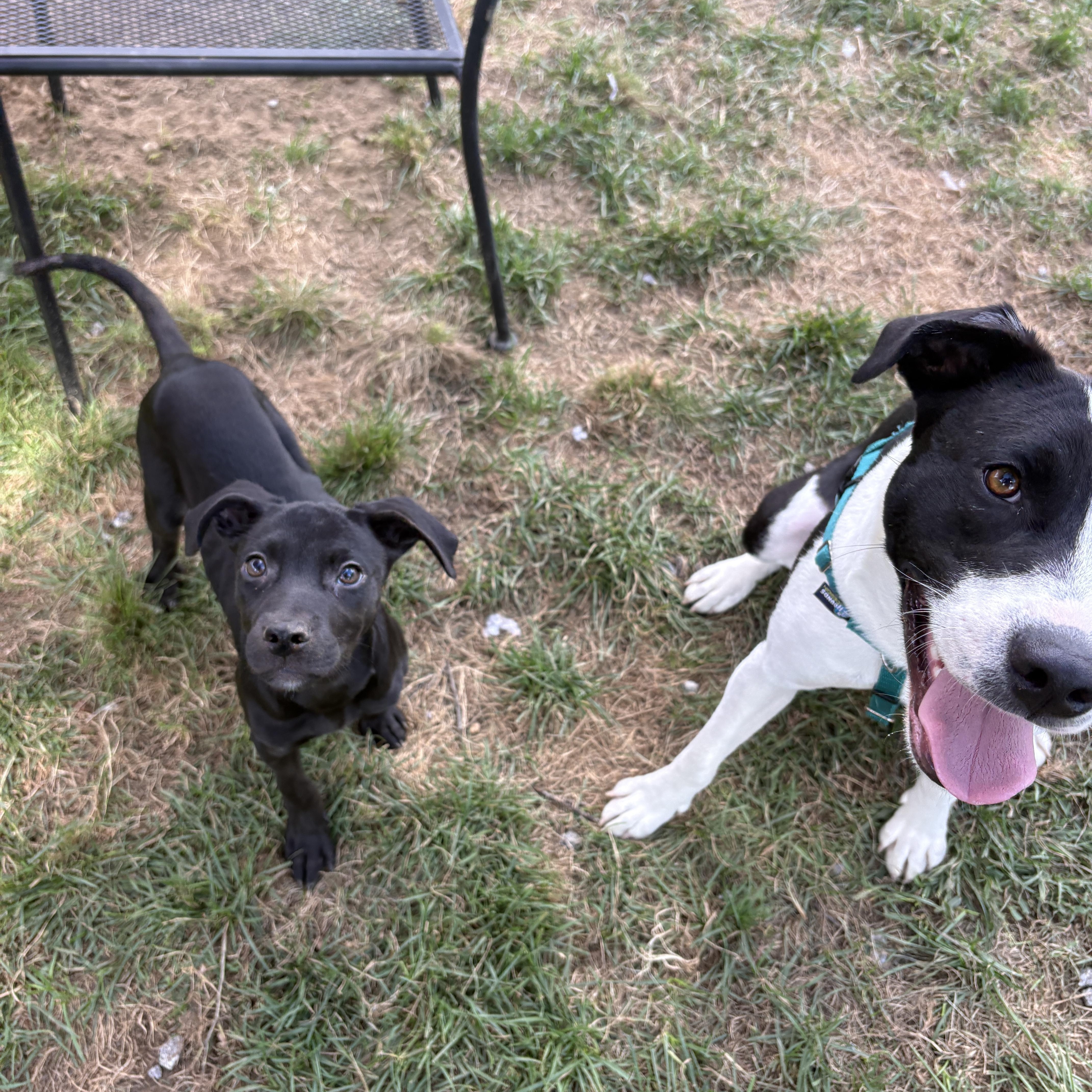 A baby medium-sized female Black Mixed Breed dog named Panic for adoption in New Boston, NH